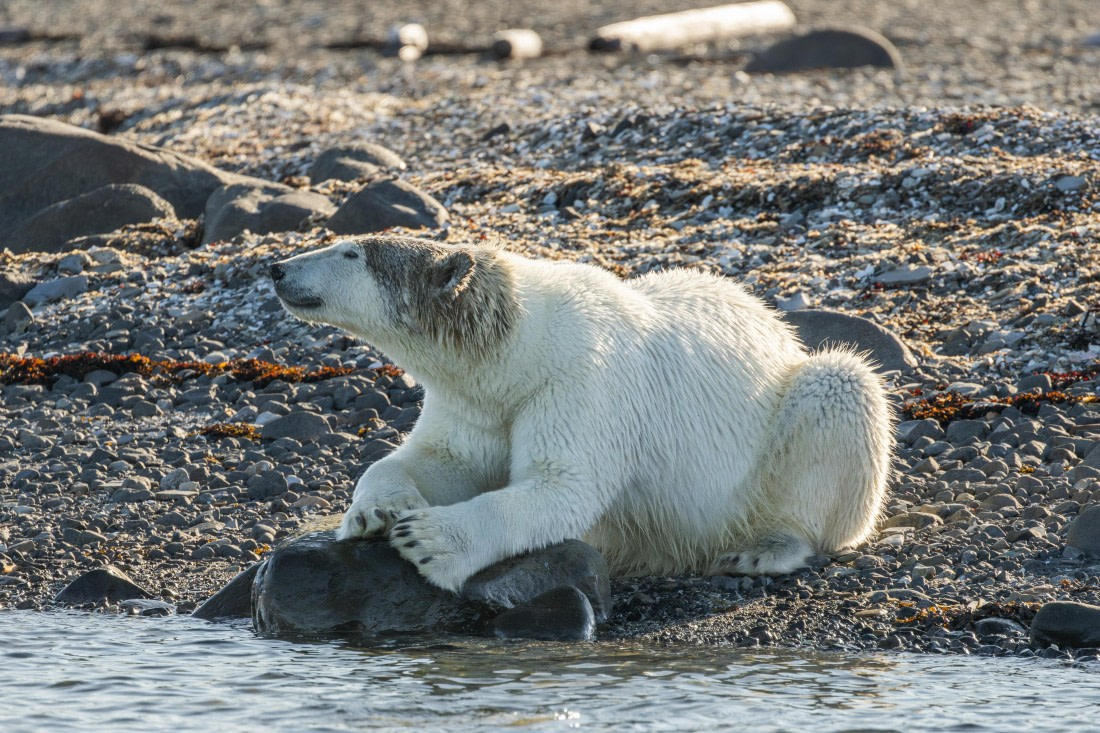 OTL08-24, Day 6,   2B5A2270 © Juan Martin Berenstein - Oceanwide Expeditions.jpg