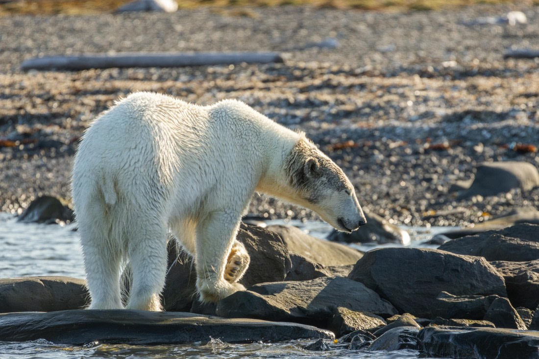 OTL08-24, Day 6,   2B5A2296 © Juan Martin Berenstein - Oceanwide Expeditions.jpg