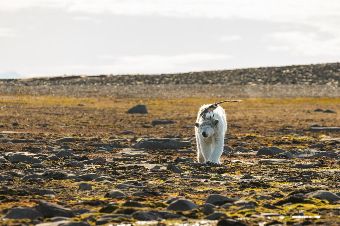 OTL08-24, Day 6,   2B5A2311 © Juan Martin Berenstein - Oceanwide Expeditions.jpg