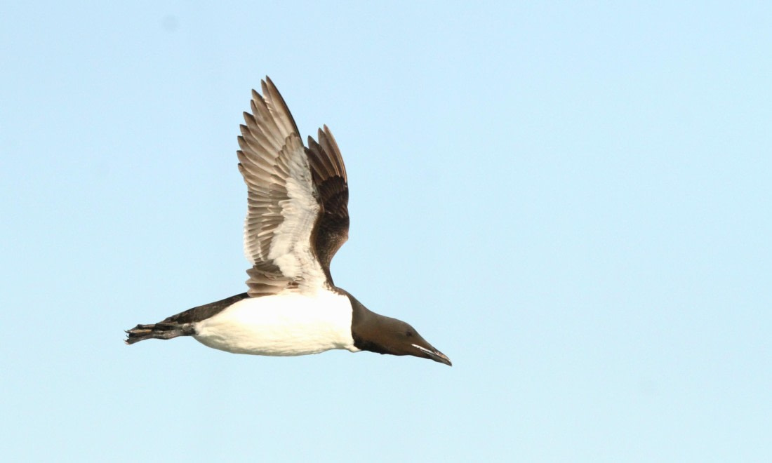 OTL08-24, Day 6, IMG_7094 © Simon Davies - Oceanwide Expeditions.JPG