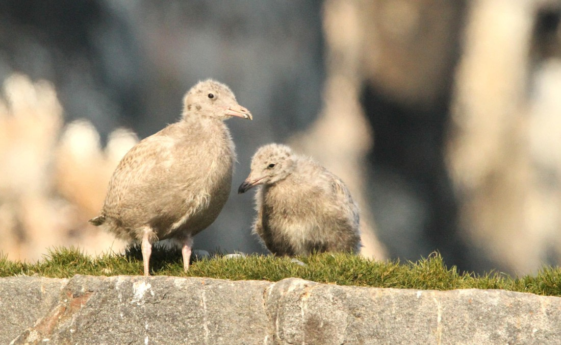 OTL08-24, Day 6, IMG_7175 © Simon Davies - Oceanwide Expeditions.JPG