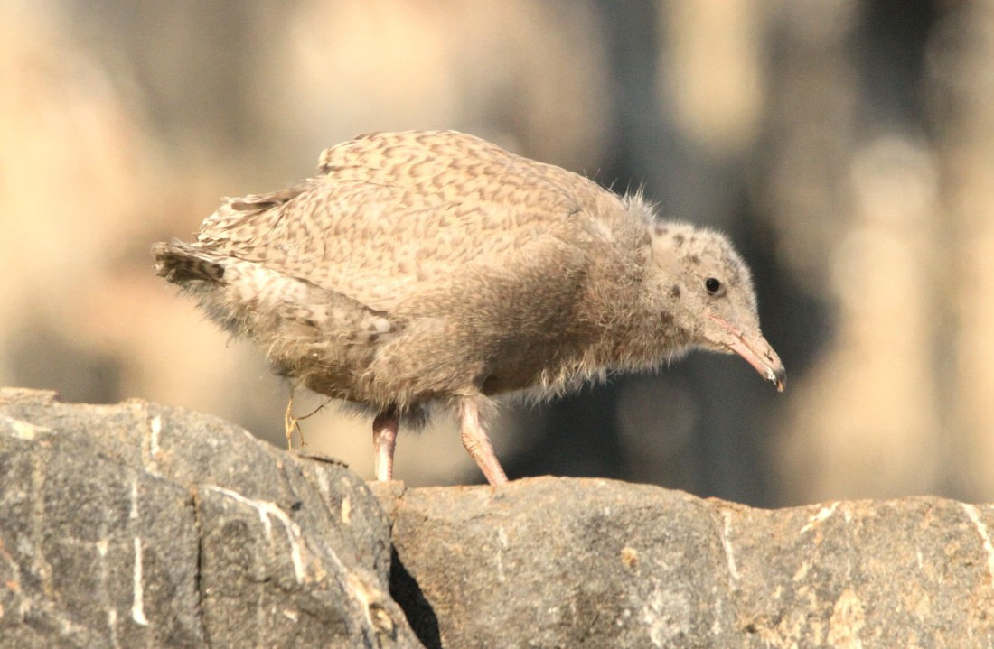 OTL08-24, Day 6, IMG_7203 © Simon Davies - Oceanwide Expeditions.JPG