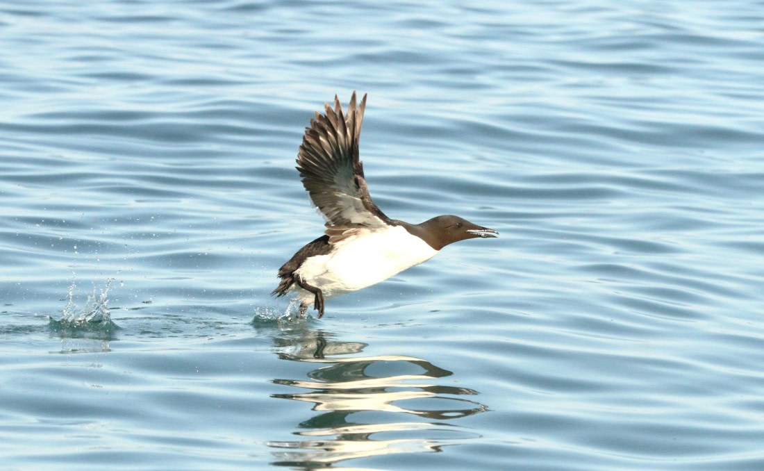 OTL08-24, Day 6, IMG_7271 © Simon Davies - Oceanwide Expeditions.JPG