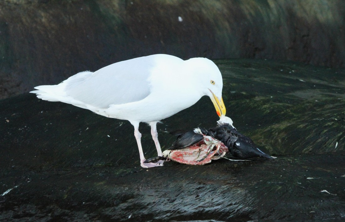 OTL08-24, Day 6, IMG_7295 © Simon Davies - Oceanwide Expeditions.JPG