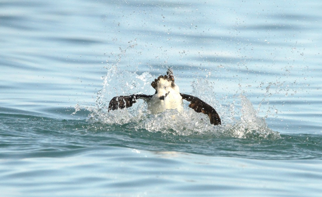 OTL08-24, Day 6, IMG_7344 © Simon Davies - Oceanwide Expeditions.JPG