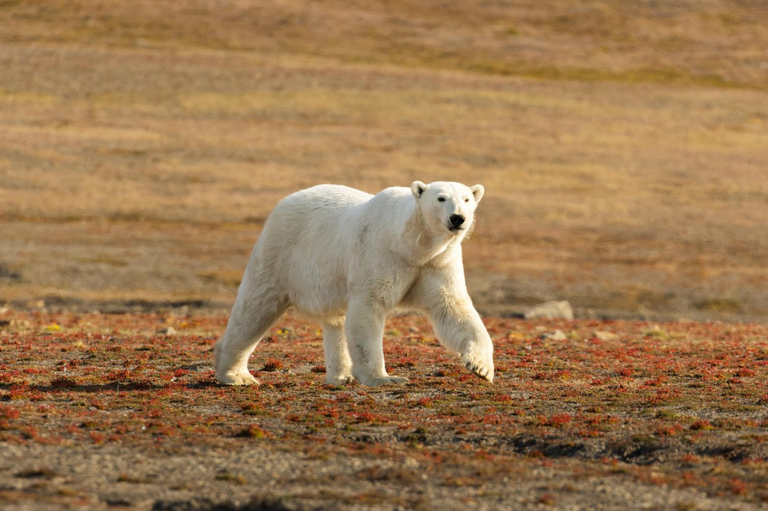 OTL08-24, Day 7,   2B5A2448 © Juan Martin Berenstein - Oceanwide Expeditions.jpg