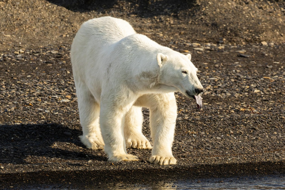 OTL08-24, Day 7,   2B5A2457 © Juan Martin Berenstein - Oceanwide Expeditions.jpg