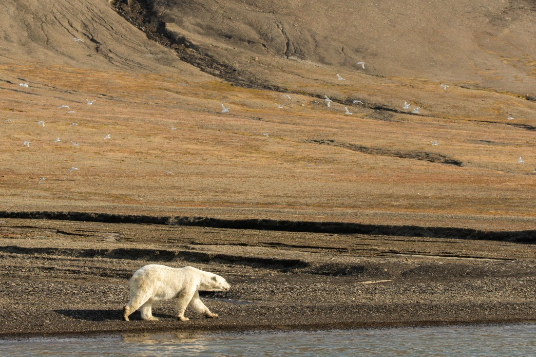 OTL08-24, Day 7,   2B5A2511 © Juan Martin Berenstein - Oceanwide Expeditions.jpg