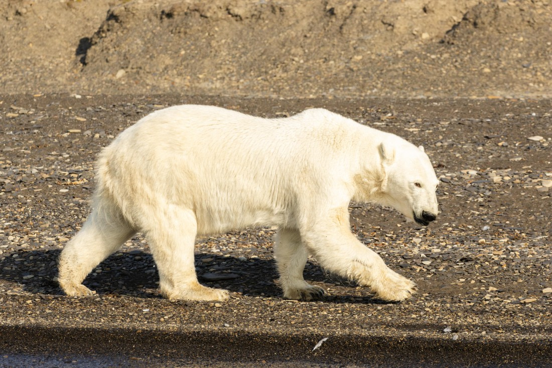 OTL08-24, Day 7,   2B5A2547 © Juan Martin Berenstein - Oceanwide Expeditions.jpg