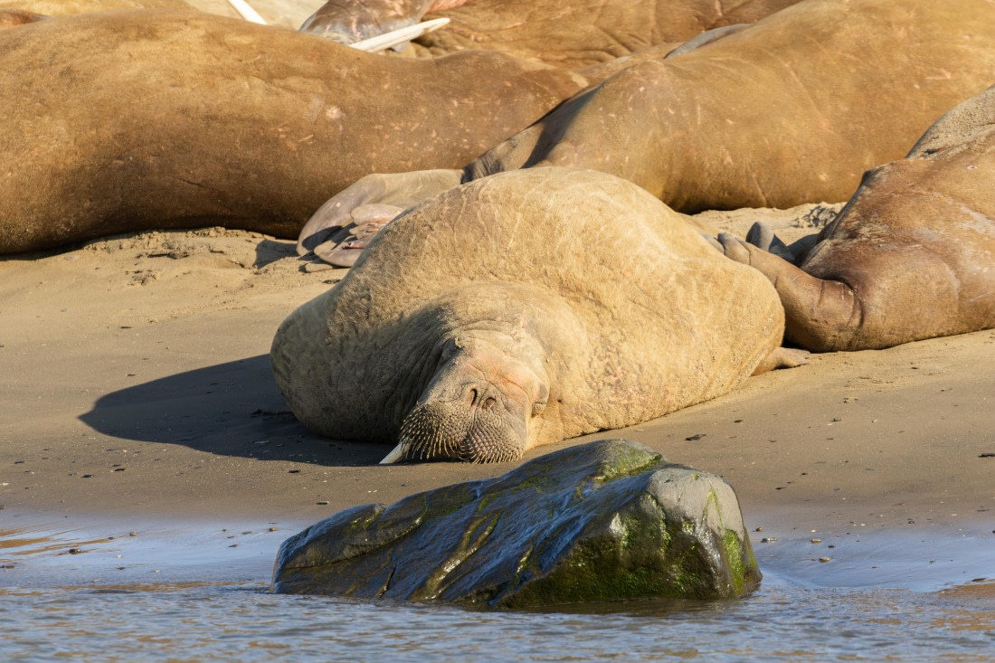 OTL08-24, Day 7,   2B5A2672 © Juan Martin Berenstein - Oceanwide Expeditions.jpg