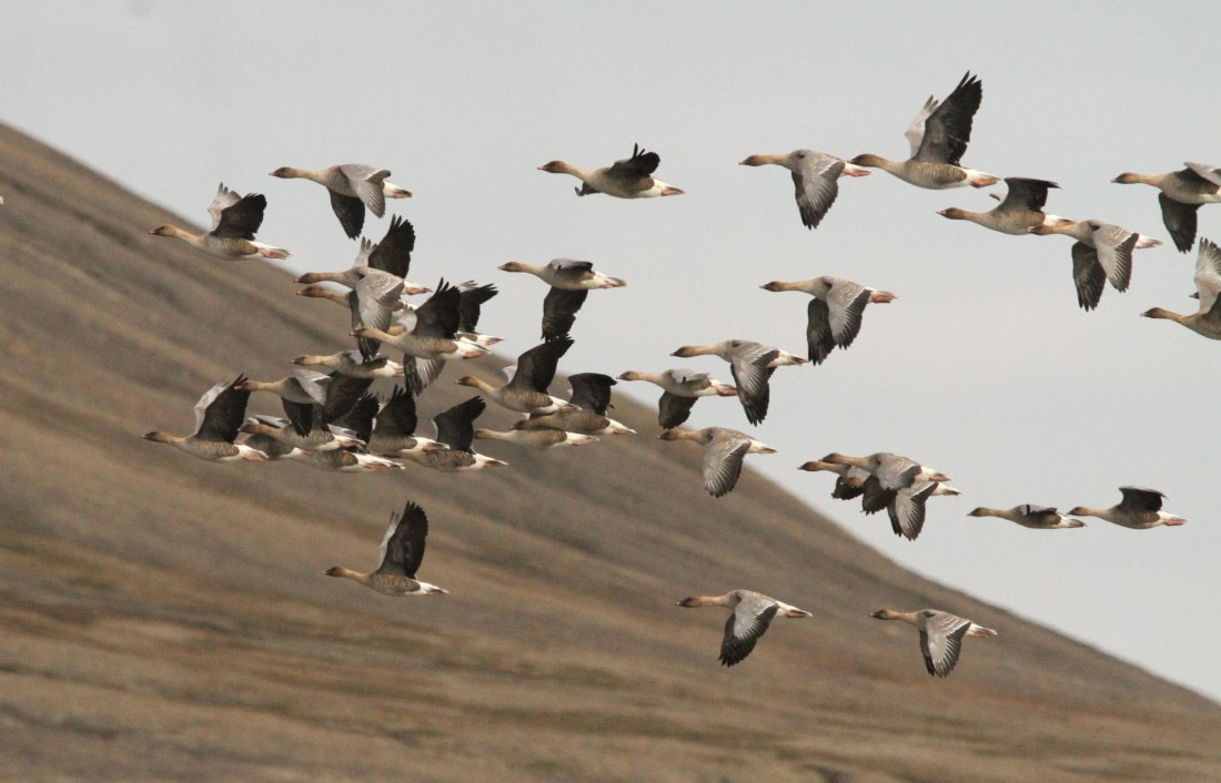 OTL08-24, Day 7, IMG_7513 © Simon Davies - Oceanwide Expeditions.JPG