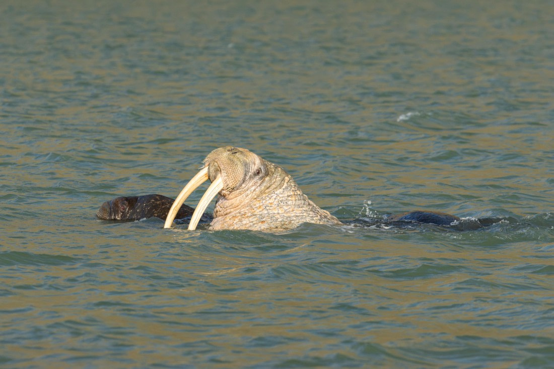OTL08-24, Day 7,   2B5A2679 © Juan Martin Berenstein - Oceanwide Expeditions.jpg