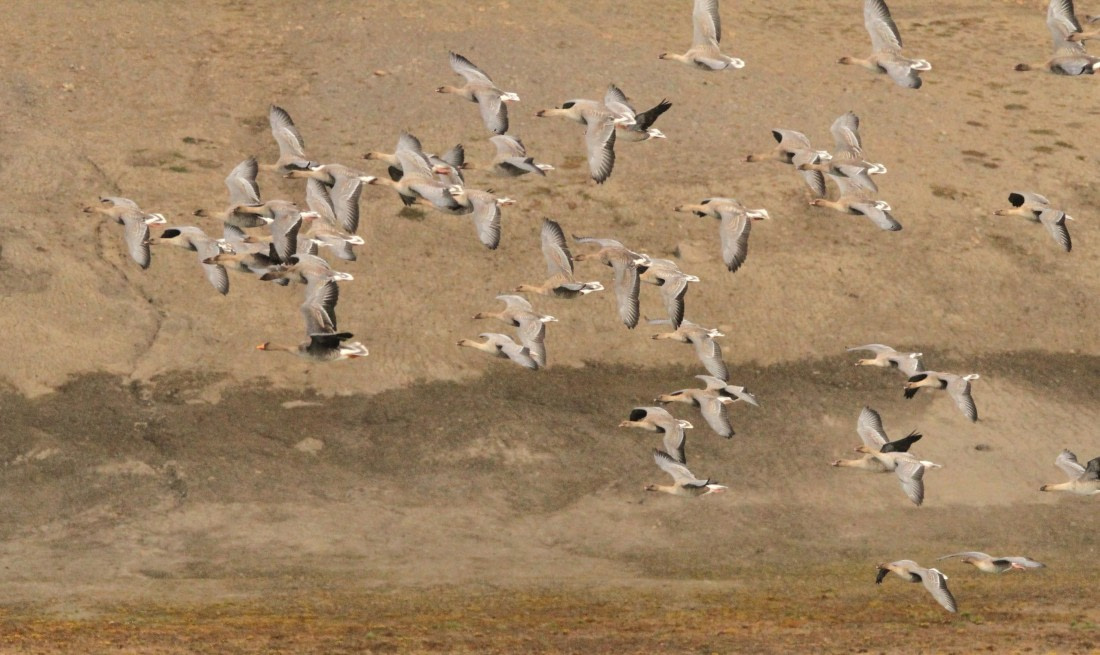 OTL08-24, Day 7, IMG_7531 © Simon Davies - Oceanwide Expeditions.JPG