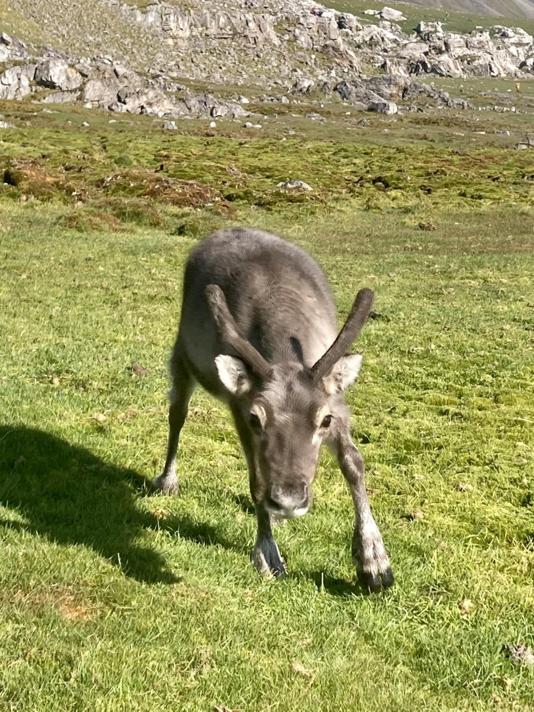 Curious little reindeer friend