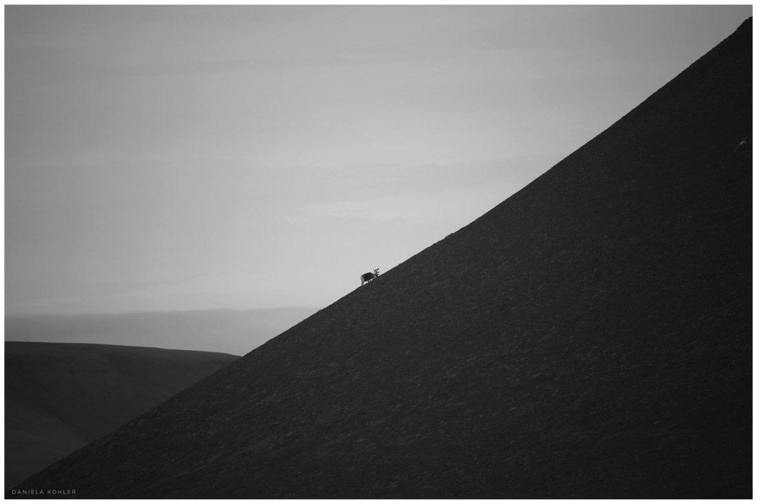 Reindeer on the hill