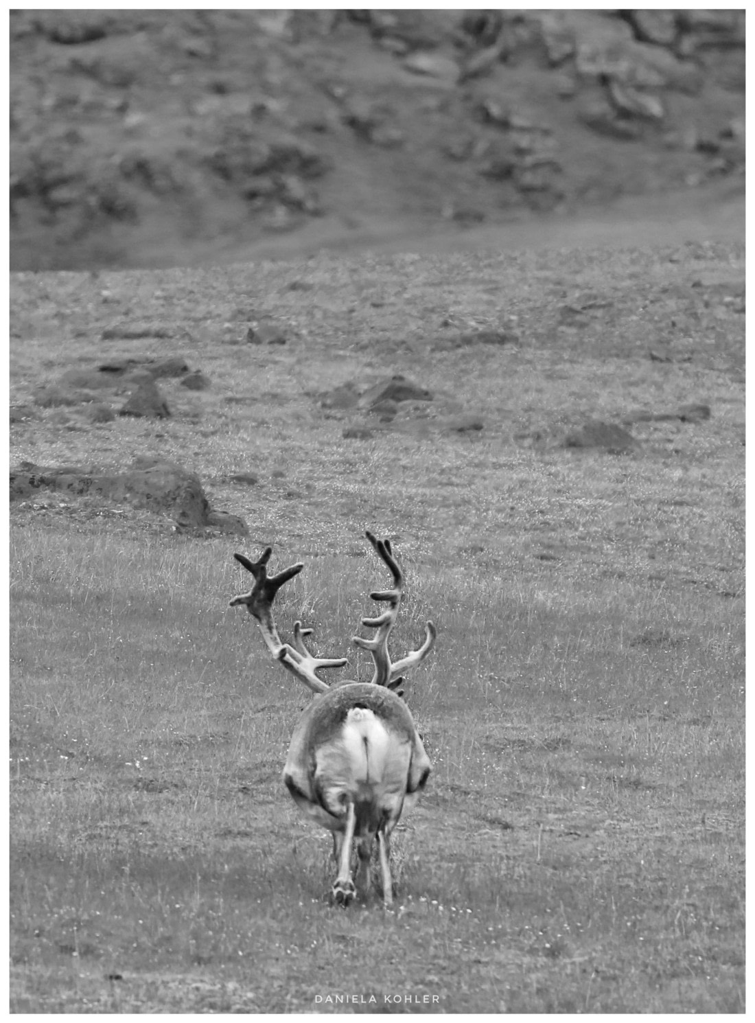 Reindeer - full for the ass