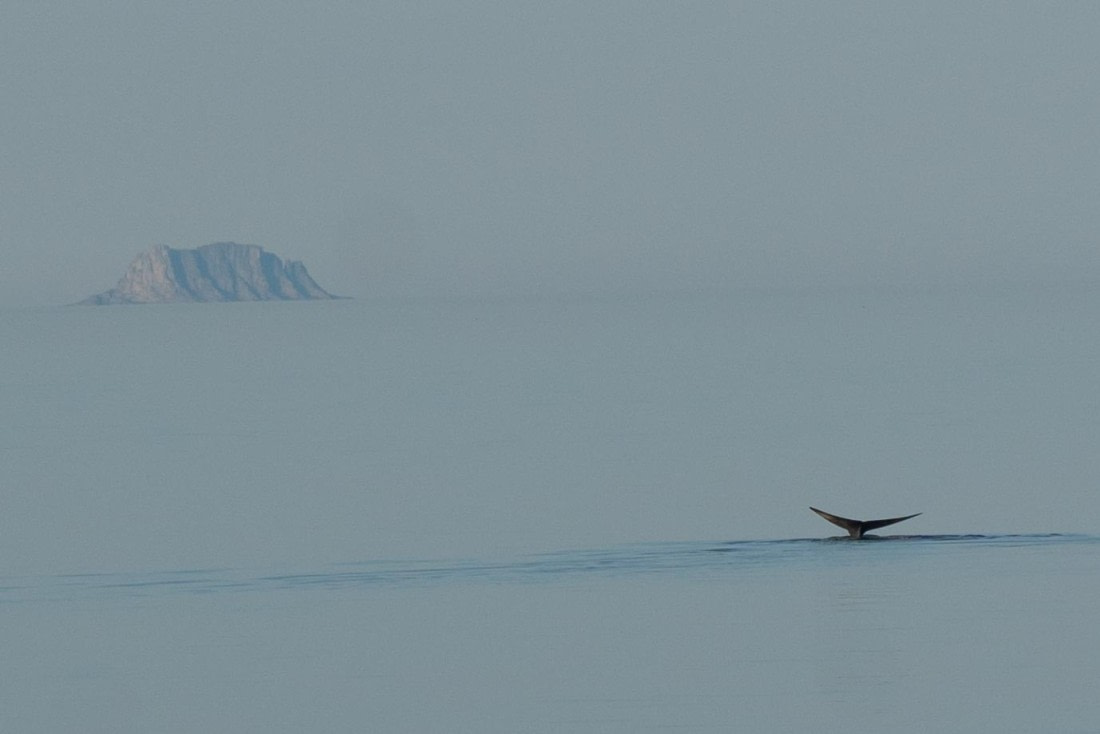 Blauwal - Wildlife pur