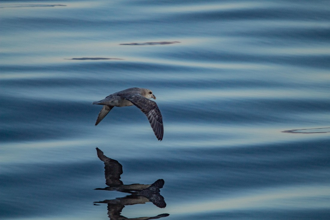 HDS10-24, Day 1, IMG_8061 © Koen Jongerling - Oceanwide Expeditions.jpg