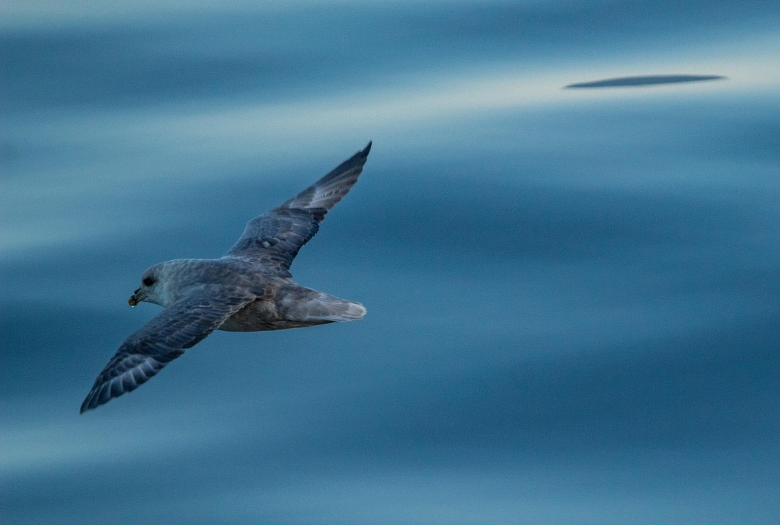 HDS10-24, Day 1, IMG_8065 © Koen Jongerling - Oceanwide Expeditions.jpg