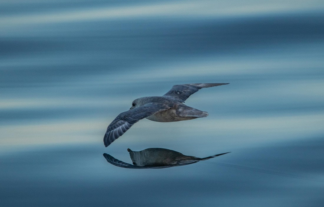 HDS10-24, Day 1, IMG_8066 © Koen Jongerling - Oceanwide Expeditions.jpg