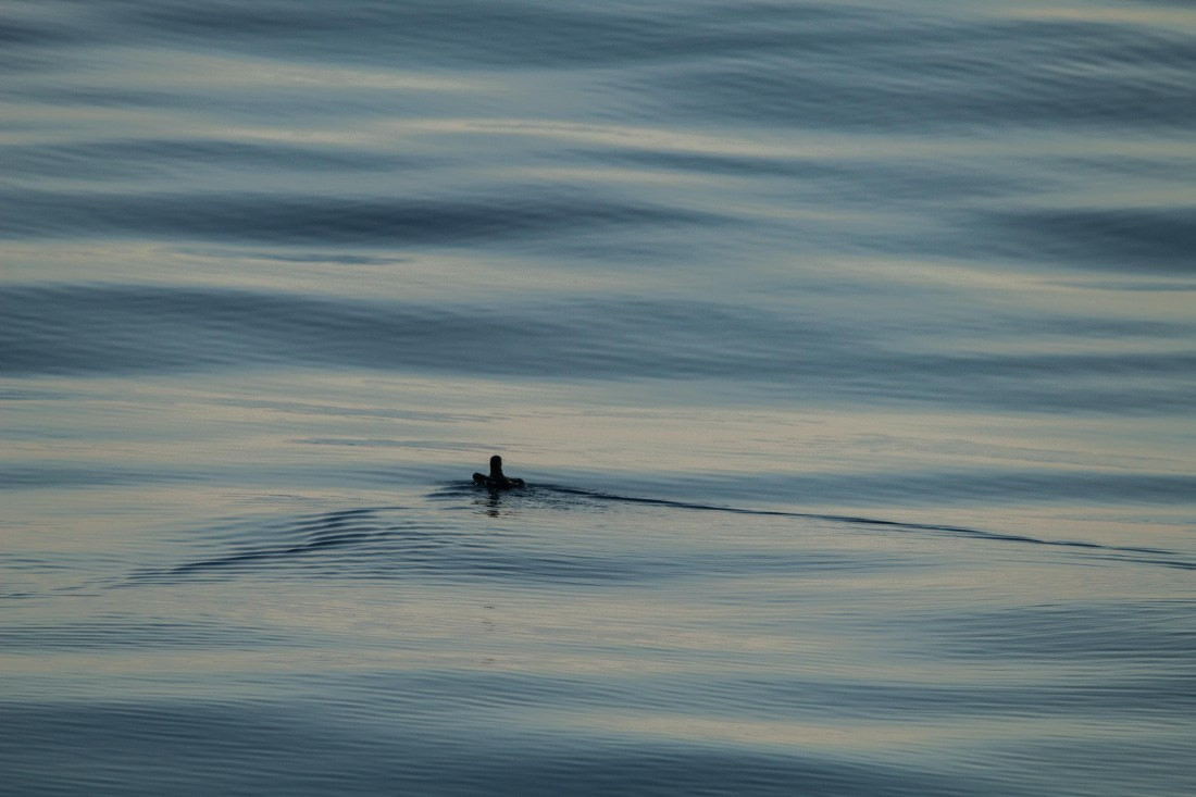 HDS10-24, Day 1, IMG_8069 © Koen Jongerling - Oceanwide Expeditions.jpg