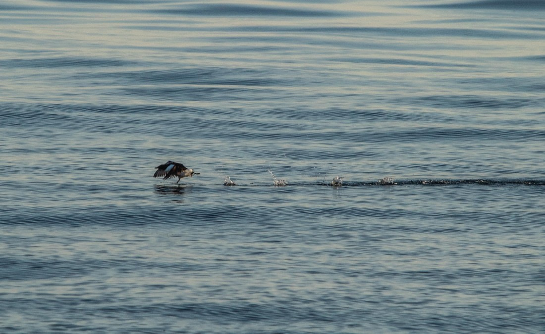 HDS10-24, Day 1, IMG_8080 © Koen Jongerling - Oceanwide Expeditions.jpg
