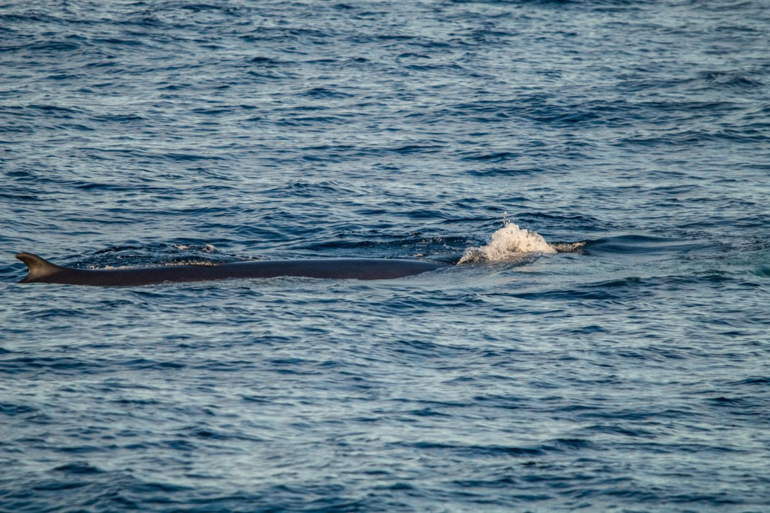 HDS10-24, Day 1, IMG_8094 © Koen Jongerling - Oceanwide Expeditions.jpg