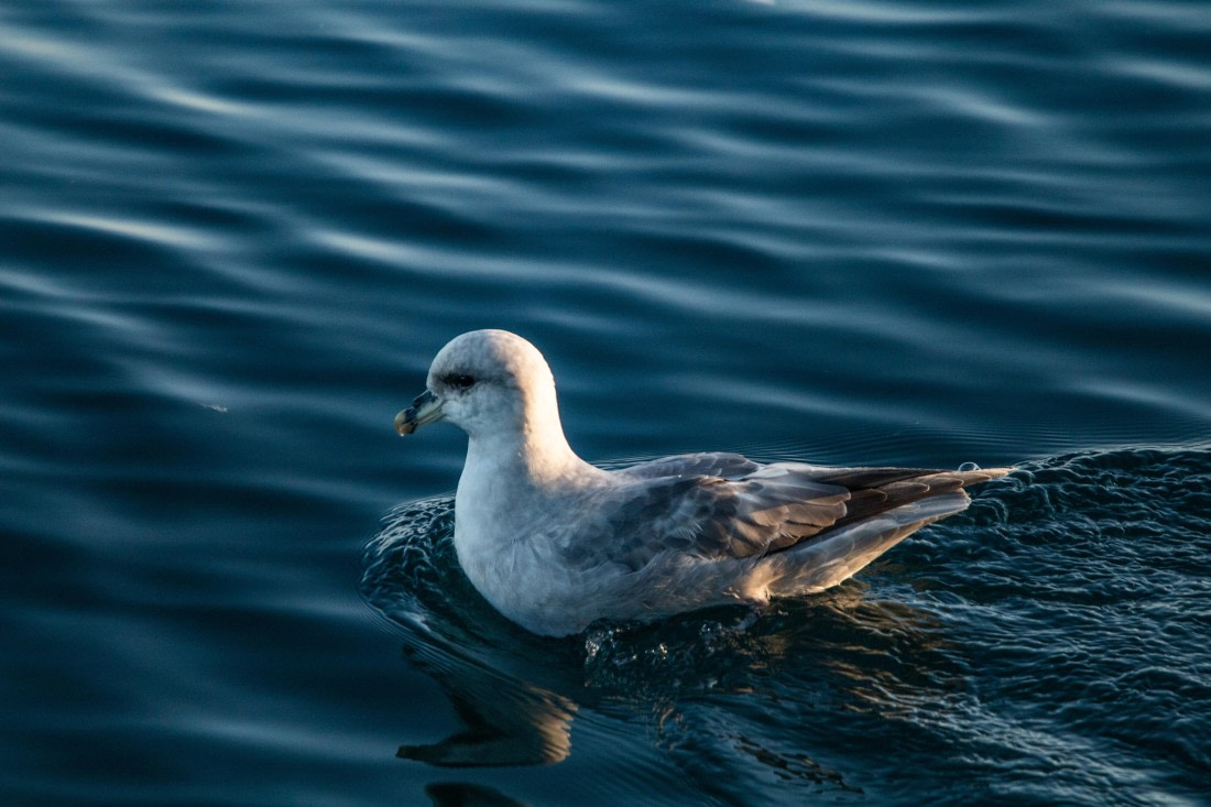 HDS10-24, Day 1, IMG_8087 © Koen Jongerling - Oceanwide Expeditions.jpg