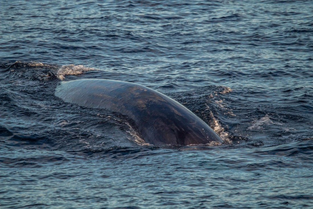 HDS10-24, Day 1, IMG_8105 © Koen Jongerling - Oceanwide Expeditions.jpg