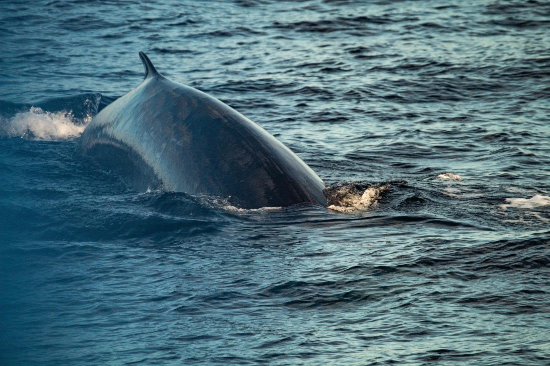 HDS10-24, Day 1, IMG_8106 © Koen Jongerling - Oceanwide Expeditions.jpg