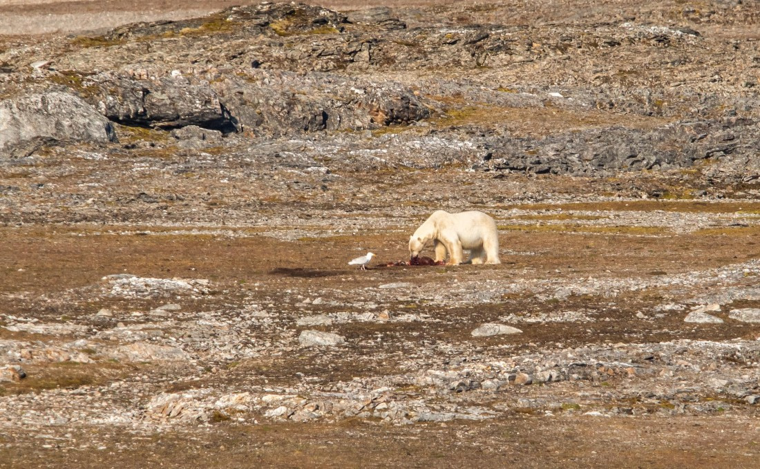 HDS10-24, Day 2, IMG_8131 © Koen Jongerling - Oceanwide Expeditions.jpg