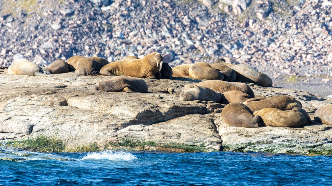 HDS10-24, Day 3, _DSC4610 © Koen Jongerling - Oceanwide Expeditions.jpg