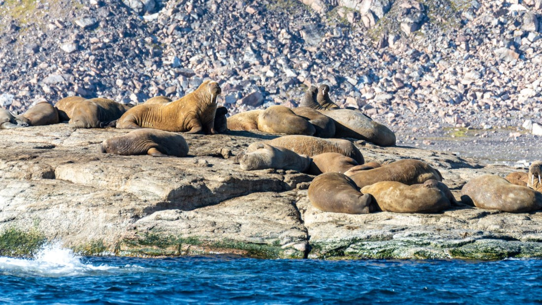HDS10-24, Day 3, _DSC4612 © Koen Jongerling - Oceanwide Expeditions.jpg