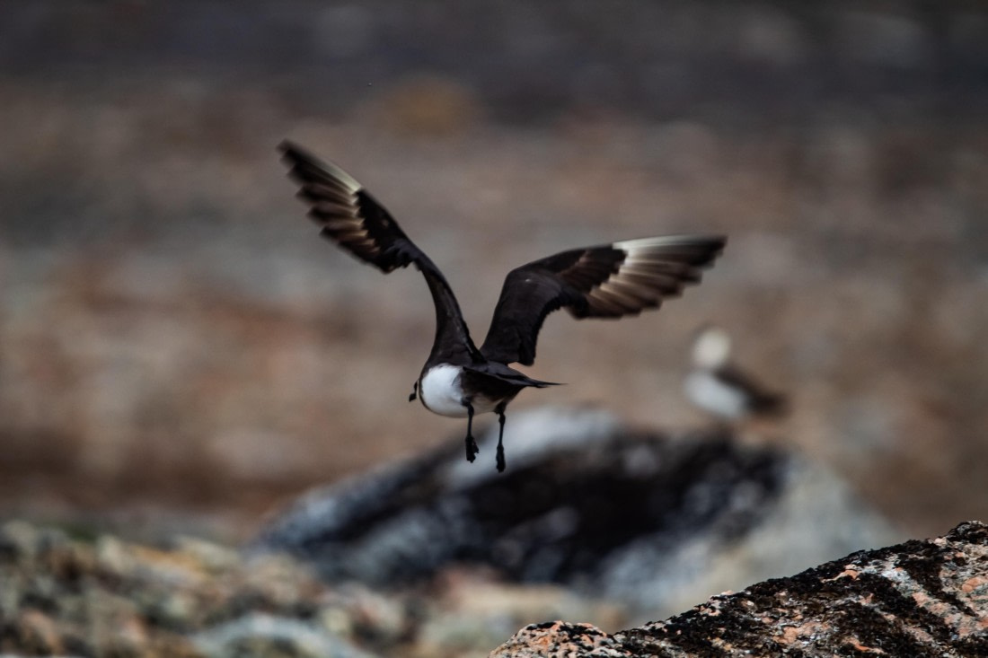 HDS10-24, Day 3, IMG_8200 © Koen Jongerling - Oceanwide Expeditions.jpg