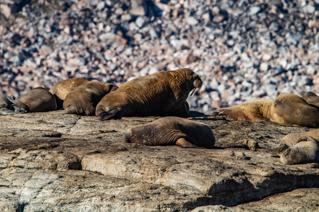 HDS10-24, Day 3, IMG_8203 © Koen Jongerling - Oceanwide Expeditions.jpg