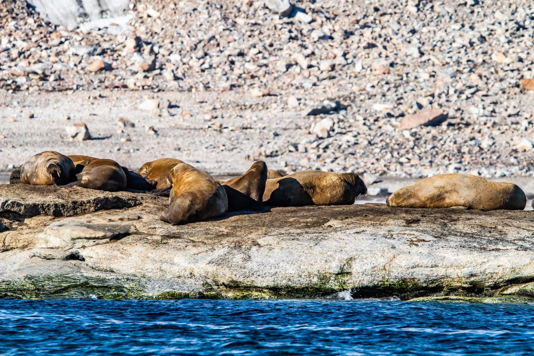 HDS10-24, Day 3, IMG_8230 © Koen Jongerling - Oceanwide Expeditions.jpg