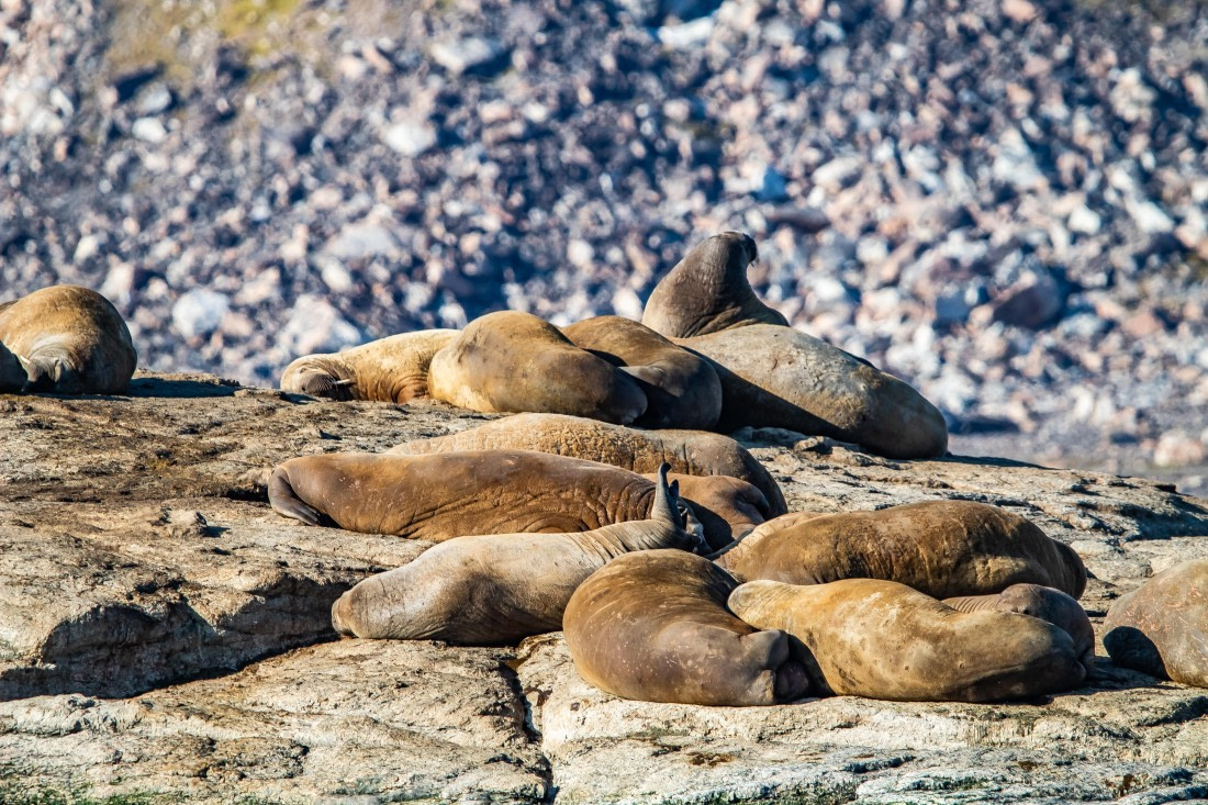 HDS10-24, Day 3, IMG_8231 © Koen Jongerling - Oceanwide Expeditions.jpg