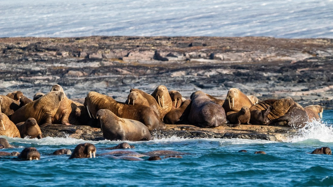 HDS10-24, Day 5, IMG_8413 © Koen Jongerling - Oceanwide Expeditions.jpg