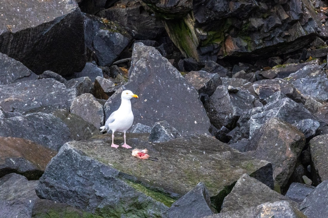 HDS10-24, Day 7, 177A9818 © Unknown photographer - Oceanwide Expeditions.jpg