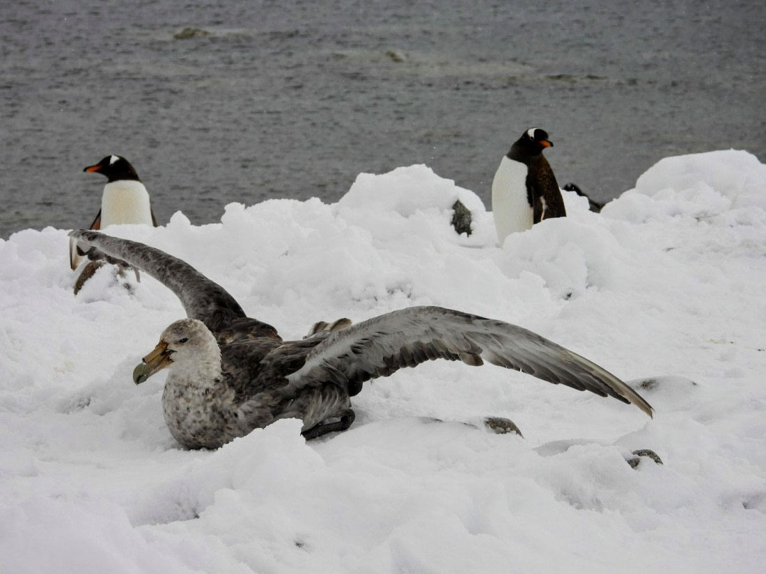 Antarctica wildlife