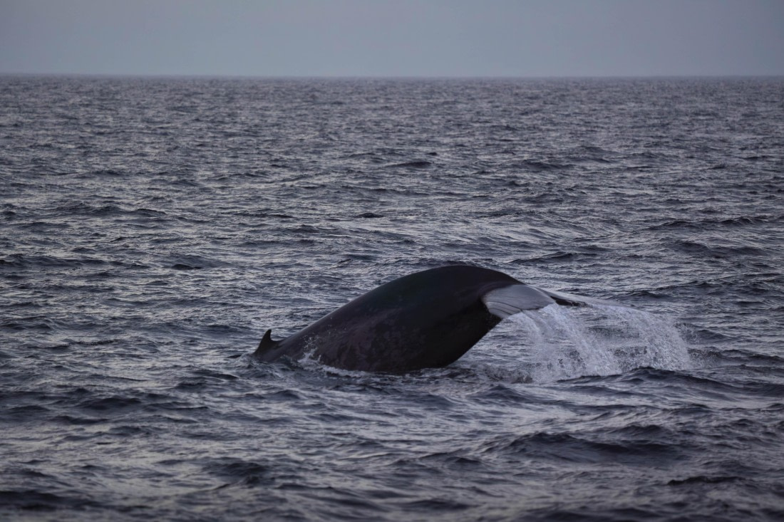 PLA10-24, Day 1, LD_08337_AINR_PS2 © Laurence Dyke - Oceanwide Expeditions.jpg
