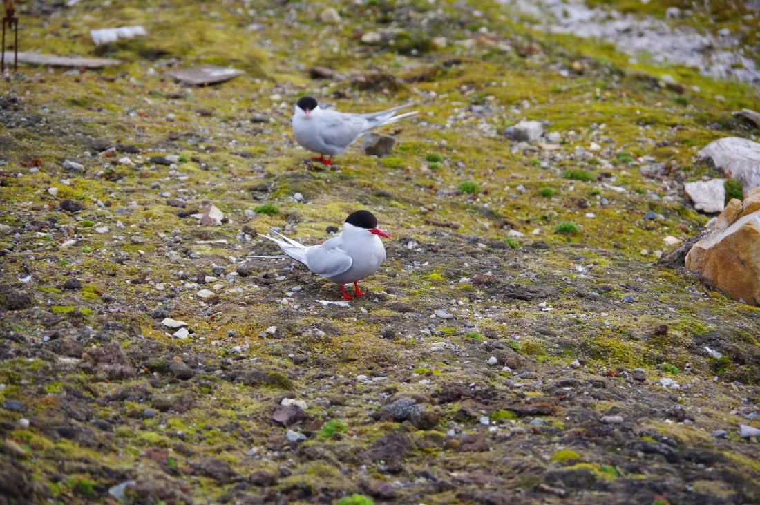 PLA10-24, Day 2, helene (1) © Hélène de Méringo - Oceanwide Expeditions.JPG