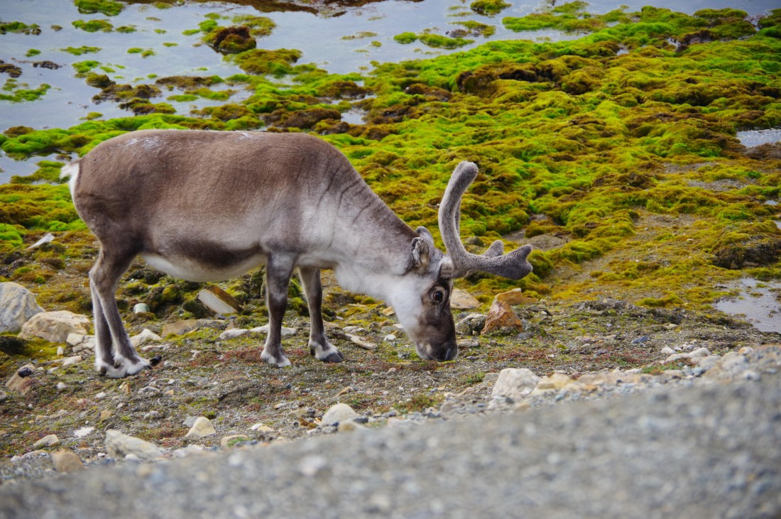 PLA10-24, Day 2, helene (3) © Hélène de Méringo - Oceanwide Expeditions.JPG