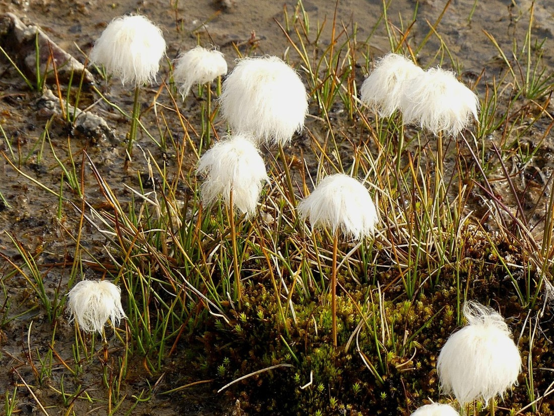 PLA10-24, Day 3, Arctic Cottonballs © John Rogers - Oceanwide Expeditions.JPG