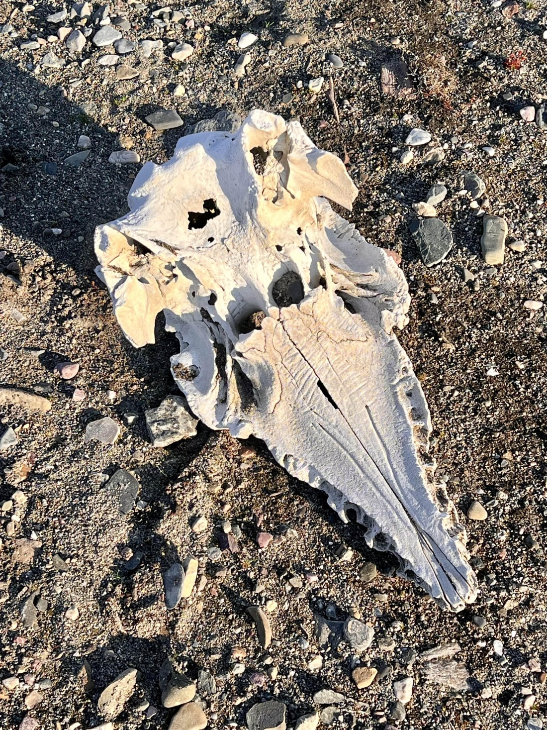 PLA10-24, Day 3, IMG_0535 © Unknown photographer - Oceanwide Expeditions.jpg