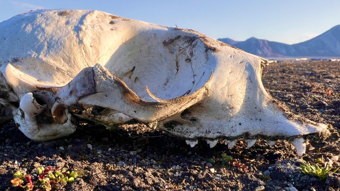 PLA10-24, Day 3, IMG_0542 © Unknown photographer - Oceanwide Expeditions.jpg