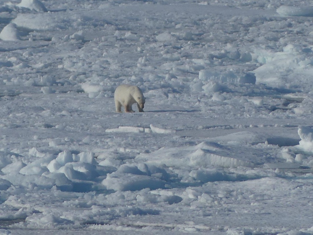 PLA10-24, Day 4, Bear in the pack ice 1 © John Rogers - Oceanwide Expeditions.JPG