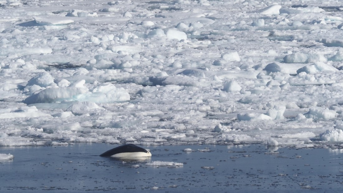 PLA10-24, Day 4, _8120547_Ursula Tscherter © Ursula Tscherter - Oceanwide Expeditions.JPG