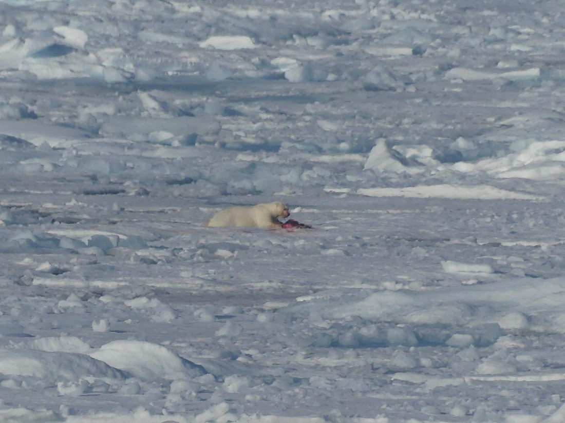 PLA10-24, Day 4, Bear meal in the pack ice 1 © John Rogers - Oceanwide Expeditions.JPG