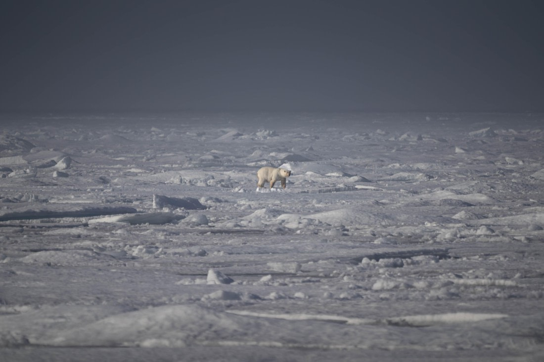 PLA10-24, Day 4, LD_09190_AINR_PS2 © Laurence Dyke - Oceanwide Expeditions.jpg